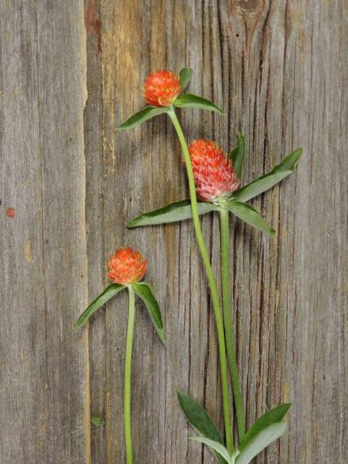 ORANGE GOMPHRENA